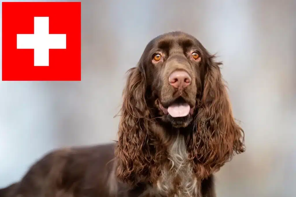 Field Spaniel Züchter mit Welpen Schweiz