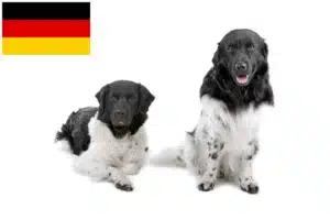 Read more about the article Friesischer Wasserhund Züchter und Welpen in Deutschland