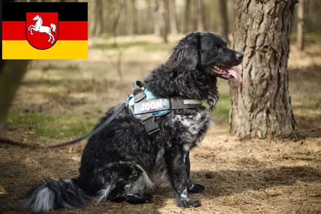 Friesischer Wasserhund Züchter mit Welpen Niedersachsen