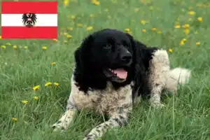 Mehr über den Artikel erfahren Friesischer Wasserhund Züchter und Welpen in Österreich