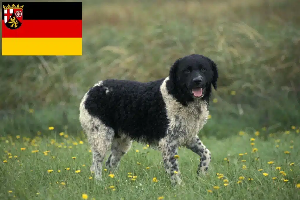 Friesischer Wasserhund Züchter mit Welpen Rheinland-Pfalz
