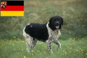Read more about the article Friesischer Wasserhund Züchter und Welpen in Rheinland-Pfalz