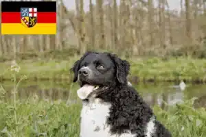 Read more about the article Friesischer Wasserhund Züchter und Welpen im Saarland