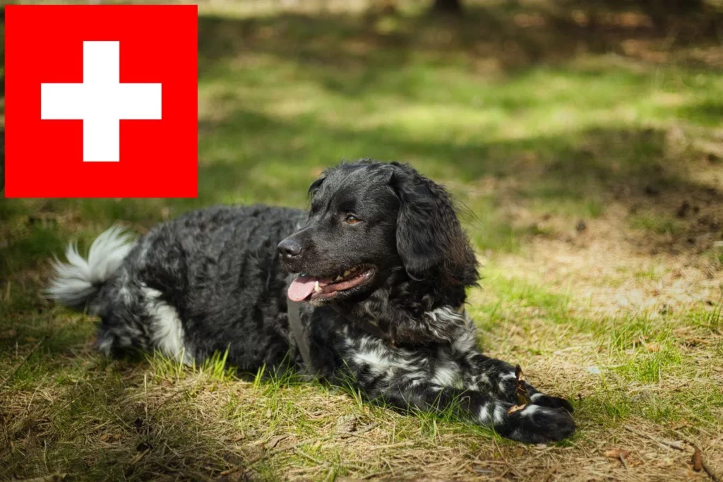 Friesischer Wasserhund Züchter mit Welpen Schweiz