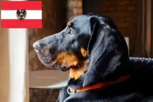 Mehr über den Artikel erfahren Gończy Polski Züchter und Welpen in Österreich