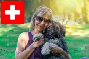 Mehr über den Artikel erfahren Gos d’Atura Catalá Züchter und Welpen in der Schweiz