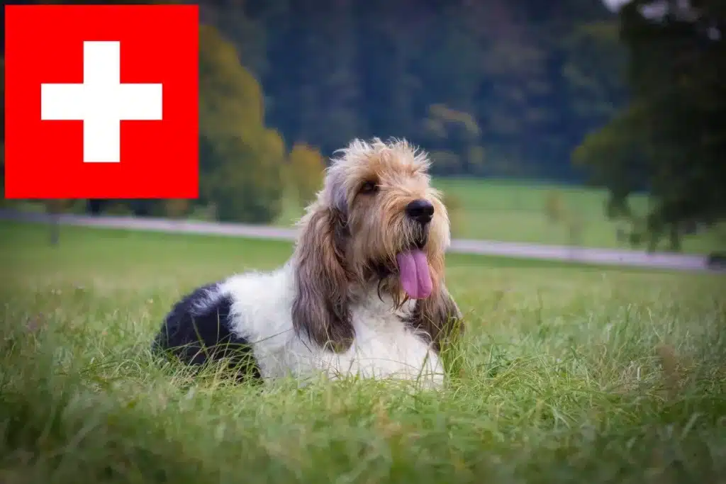 Grand Basset Griffon Vendéen Züchter mit Welpen Schweiz