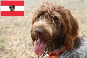 Mehr über den Artikel erfahren Griffon d’arrêt à poil dur Züchter und Welpen in Österreich