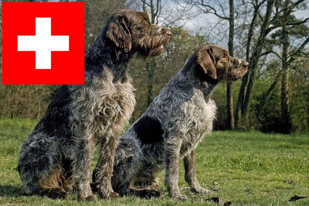Griffon d’arrêt à poil dur Züchter mit Welpen Schweiz