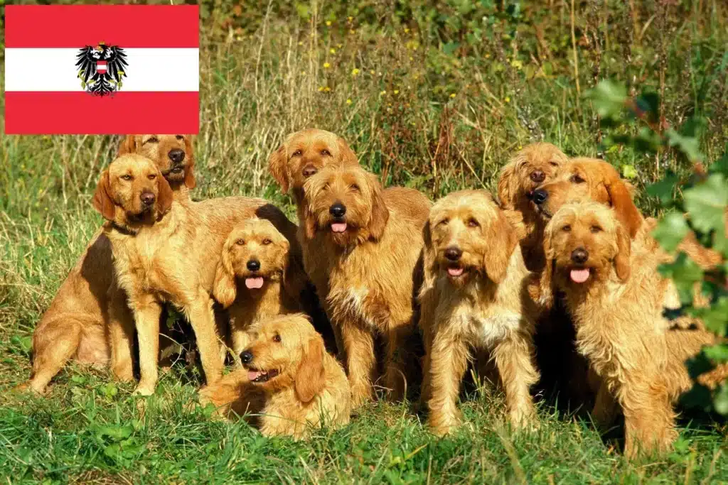 Griffon Fauve de Bretagne Züchter mit Welpen Österreich