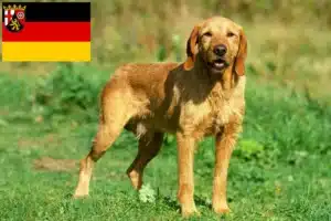 Read more about the article Griffon Fauve de Bretagne Züchter und Welpen in Rheinland-Pfalz