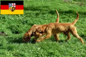 Read more about the article Griffon Fauve de Bretagne Züchter und Welpen im Saarland