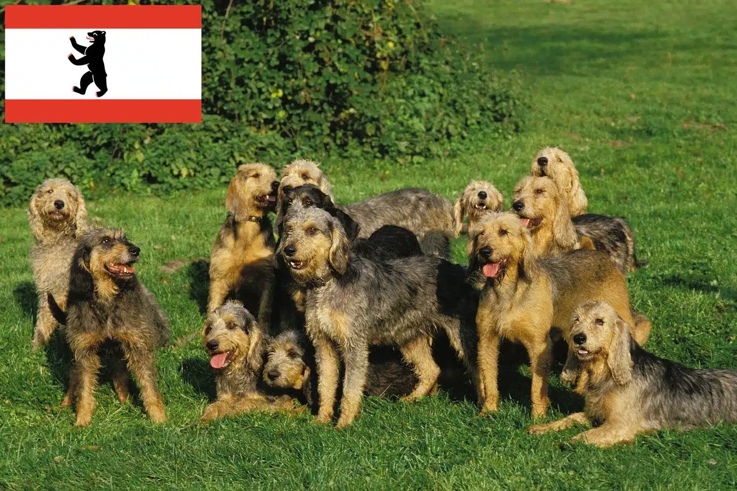 Griffon Nivernais Züchter und Welpen in Berlin - DogWeb.de