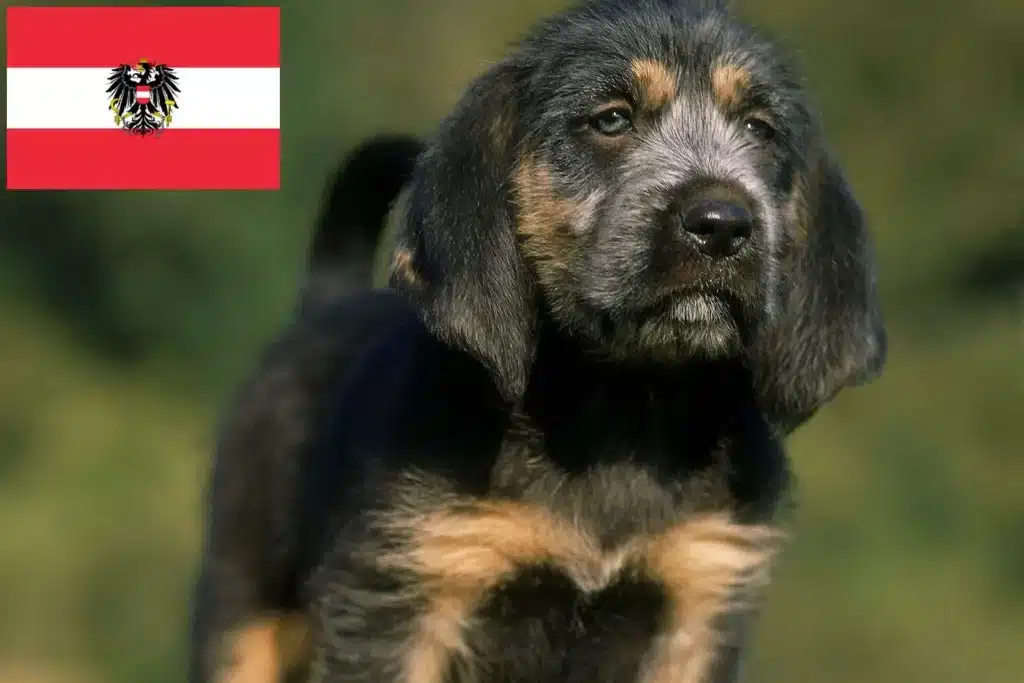 Griffon Nivernais Züchter mit Welpen Österreich