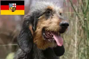 Read more about the article Griffon Nivernais Züchter und Welpen im Saarland