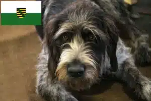 Mehr über den Artikel erfahren Griffon Nivernais Züchter und Welpen in Sachsen