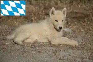 Read more about the article Grönlandhund Züchter und Welpen in Bayern