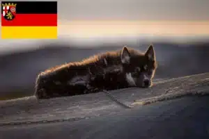 Read more about the article Grönlandhund Züchter und Welpen in Rheinland-Pfalz