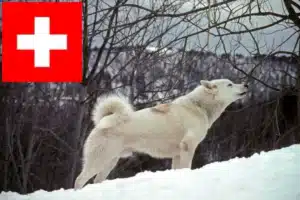 Read more about the article Grönlandhund Züchter und Welpen in der Schweiz
