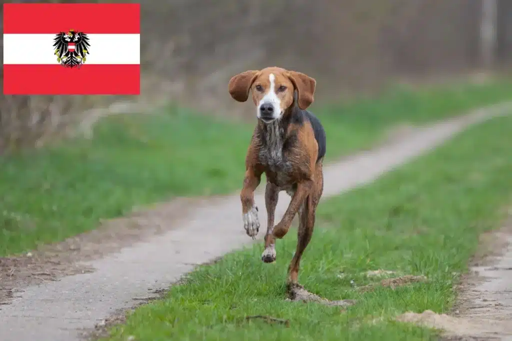 Hamiltonstövare Züchter mit Welpen Österreich