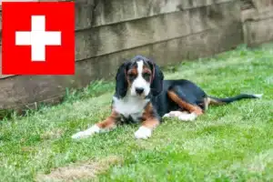 Mehr über den Artikel erfahren Hamiltonstövare Züchter und Welpen in der Schweiz