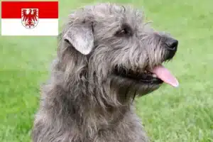 Read more about the article Irish Glen of Imaal Terrier Züchter und Welpen in Brandenburg