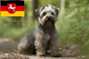Read more about the article Irish Glen of Imaal Terrier Züchter und Welpen in Niedersachsen