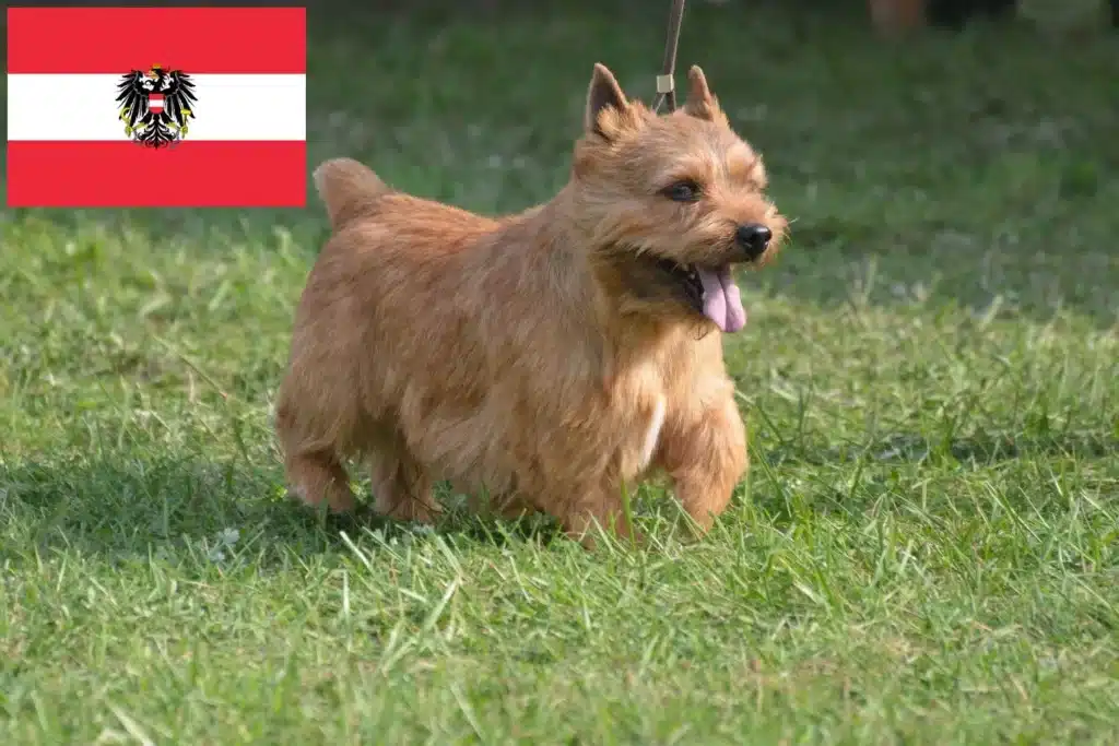 Irish Glen of Imaal Terrier Züchter mit Welpen Österreich