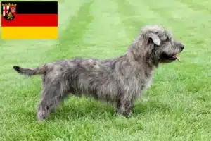 Read more about the article Irish Glen of Imaal Terrier Züchter und Welpen in Rheinland-Pfalz