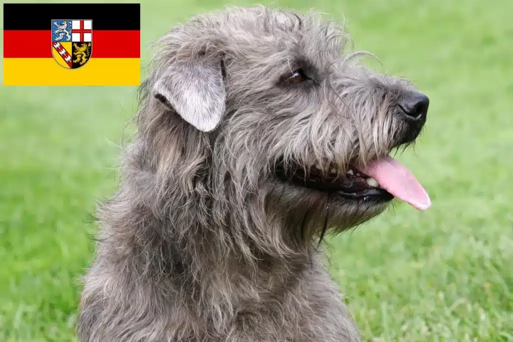 Irish Glen of Imaal Terrier Züchter mit Welpen Saarland