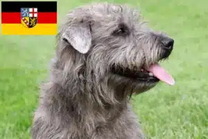 Read more about the article Irish Glen of Imaal Terrier Züchter und Welpen im Saarland