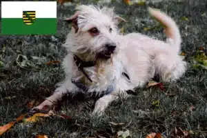 Read more about the article Irish Glen of Imaal Terrier Züchter und Welpen in Sachsen