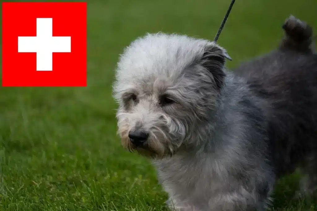 Irish Glen of Imaal Terrier Züchter mit Welpen Schweiz