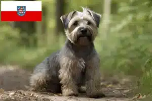 Read more about the article Irish Glen of Imaal Terrier Züchter und Welpen in Thüringen