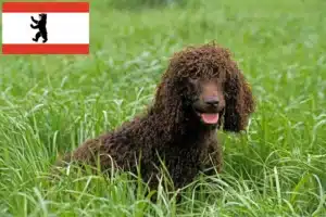 Read more about the article Irish Water Spaniel Züchter und Welpen in Berlin