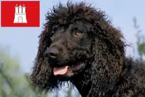 Read more about the article Irish Water Spaniel Züchter und Welpen in Hamburg