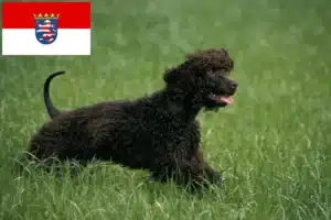 Read more about the article Irish Water Spaniel Züchter und Welpen in Hessen