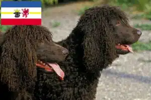 Read more about the article Irish Water Spaniel Züchter und Welpen in Mecklenburg-Vorpommern