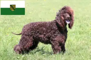 Read more about the article Irish Water Spaniel Züchter und Welpen in Sachsen