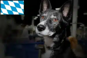 Read more about the article Kanaan-Hund Züchter und Welpen in Bayern