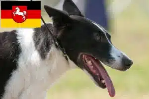 Read more about the article Kanaan-Hund Züchter und Welpen in Niedersachsen