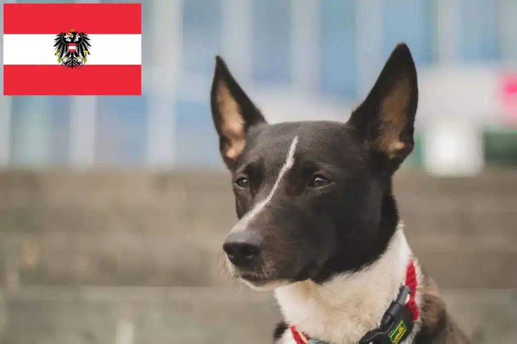 Kanaan-Hund Züchter mit Welpen Österreich