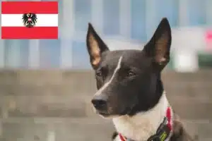 Mehr über den Artikel erfahren Kanaan-Hund Züchter und Welpen in Österreich