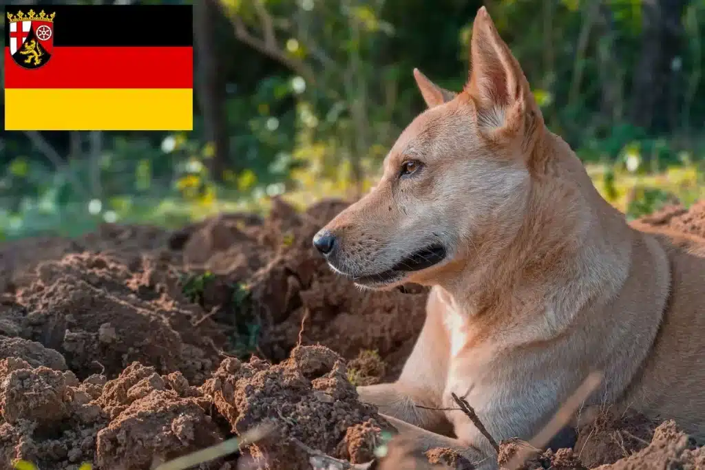 Kanaan-Hund Züchter mit Welpen Rheinland-Pfalz