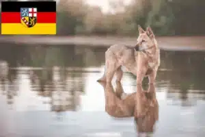 Read more about the article Kanaan-Hund Züchter und Welpen im Saarland