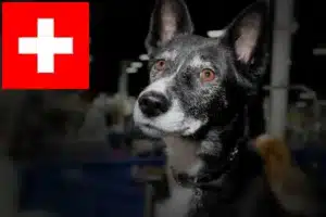 Mehr über den Artikel erfahren Kanaan-Hund Züchter und Welpen in der Schweiz