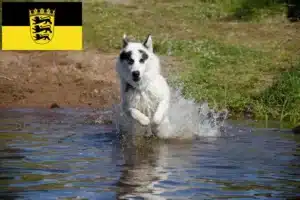 Read more about the article Kanadischer Eskimohund Züchter und Welpen in Baden-Württemberg