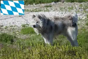 Mehr über den Artikel erfahren Kanadischer Eskimohund Züchter und Welpen in Bayern