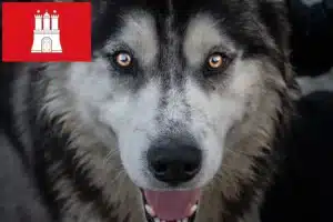 Mehr über den Artikel erfahren Kanadischer Eskimohund Züchter und Welpen in Hamburg
