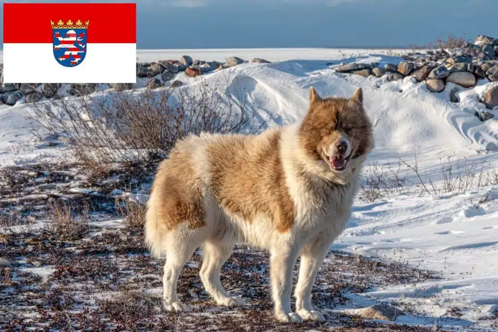 Kanadischer Eskimohund Züchter mit Welpen Hessen